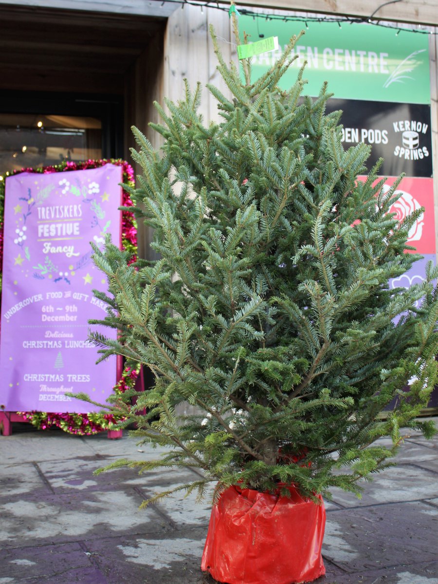A pot grown tree - after the festivities look after it in your garden and bring it inside again next Christmas! Really what you're buying is a temporary indoor house plant.

Welldone <a href="/TreviskerGc/">TreviskerGC</a> for such a great selection this year

#treviskersfestivefancy

#PlasticFreeChristmas