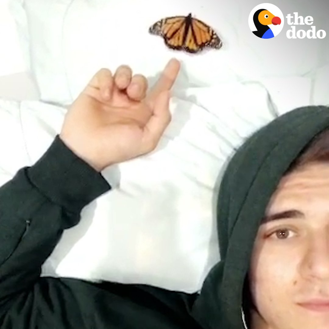 A man met this butterfly in New York City and he was surprised by how close they got 🦋