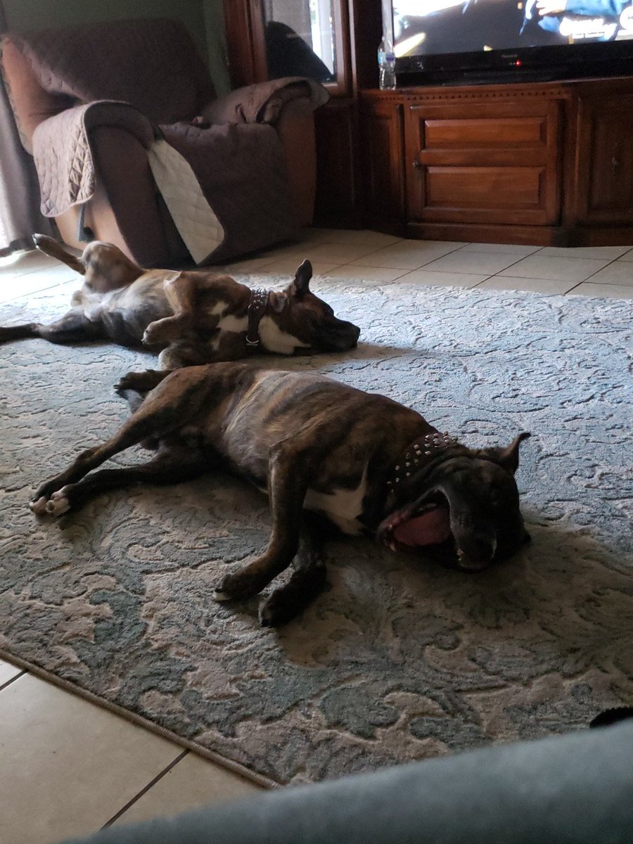 marissa_0310's tweet photo. When all you want to do is be lazy all day https://t.co/aQDTEtmA7i