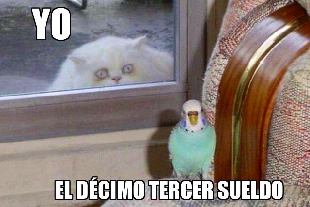 ivonnelago's tweet photo. Así lo miraré, tal cual, porque se irá volando 🦅
#ElDecimo https://t.co/9E9YUp0aJL