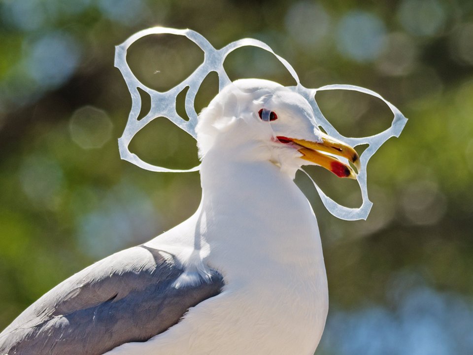 Death by Six-Pack Plastic Rings