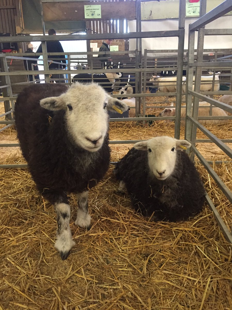 KendallsPR's tweet photo. Great to be at the @winterstockfest at @EofEarena last week. A superb entry of cattle, sheep and pigs and great to see such strong entries in the Young Stock Person of the Year! 🐮🐑🐷🏆 

#livestock #agriculture #AgriculturalPR #KendallsPR #winterstockfestival2018 #primestock https://t.co/xzRpjGzDj3