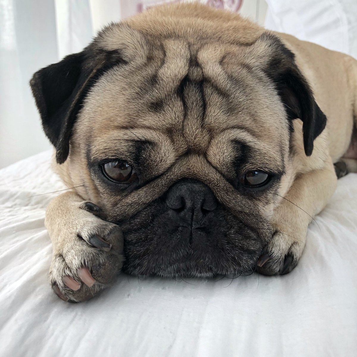 itsdougthepug's tweet photo. Don’t frown, u will get wrinkles https://t.co/DnTm4xPv1v