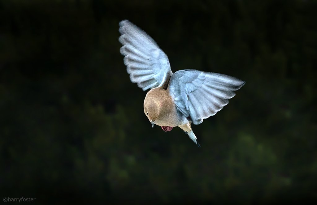 Do Mourning Doves Fly In The Rain