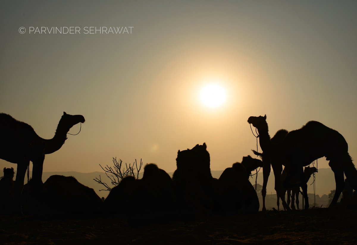 dustyterrain's tweet image. Pushkar festival where u can see the culture and color of Rajasthan#colourofrajasthan #IncredibleIndia #colourofrajthan #pushkarfestival #Nikon #travelphotography #travel #dustyterrain #thirdeyeeffects #natgeotravel