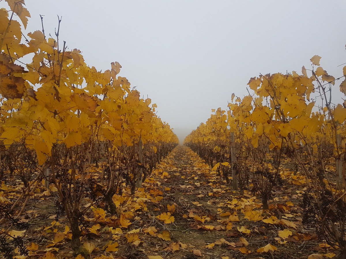 Un jour d'automne 🌫🍂🔅🍁🍁

#automne #vignes #Orange #feuilles #vignoble #brume #paysage