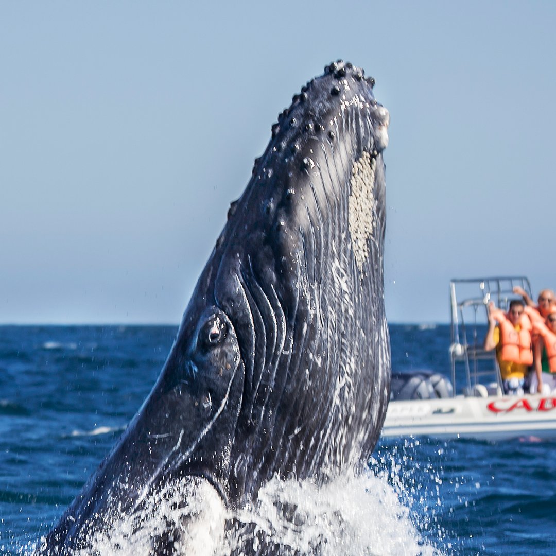 Visita Los Cabos tweet media