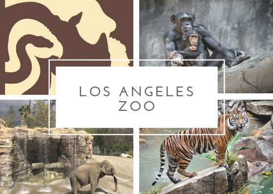 doit_LA's tweet image. 5333 Zoo Dr, Los Angeles, CA 90027 ($$) Come have fun at the zoo! You will love it!Times: Sun-Sat 10:00 A.M.- 5:00 P.M.
#zoo #thingstodoinLA