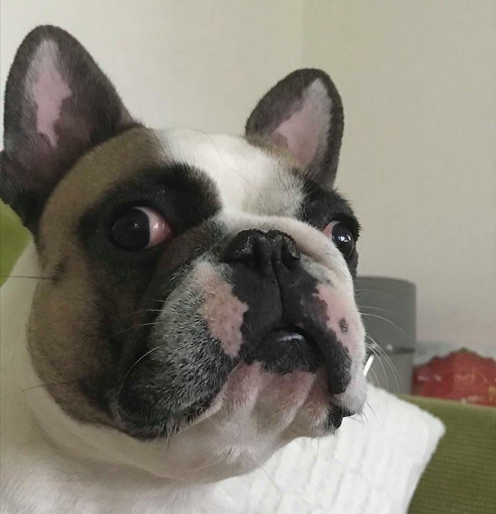 forever loving frenchies