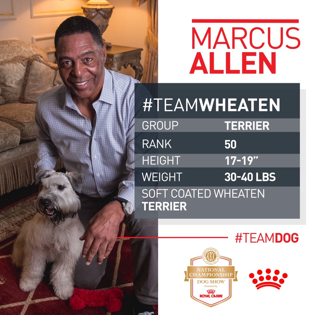 royal canin wheaten terrier