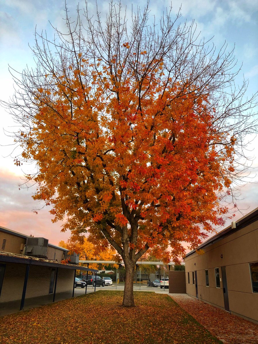 Man!... I’m lucky to work at this beautiful school. #gardenelementaryk6