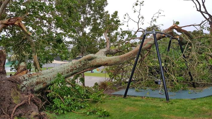 Uprooted tree falls on Auckland playground: stuff.co.nz/auckland/10905…