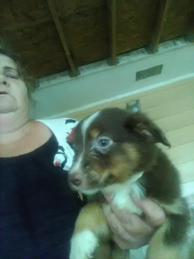 kylekocheran's tweet photo. Been looking for a dog and found this cute little guy what’s everyone’s thoughts? https://t.co/UP836FKZxJ