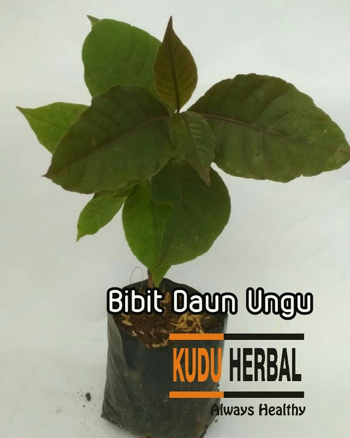 kuduherbal's tweet photo. Jual bibit tanaman obat daun ungu
Yang minat, geser via wa ya: 085727812151

#kuduherbal,  #tanamanherbalsemarang, #jualtanamanobat, #bibitdaunungu, #daunungumurah, #daunungusemarang, #tanamandaunungu, #daunungu, #jualdaunungu, #jualbibitdaunungu,

https://t.co/kntiujR4ml https://t.co/uo9UUdukqg