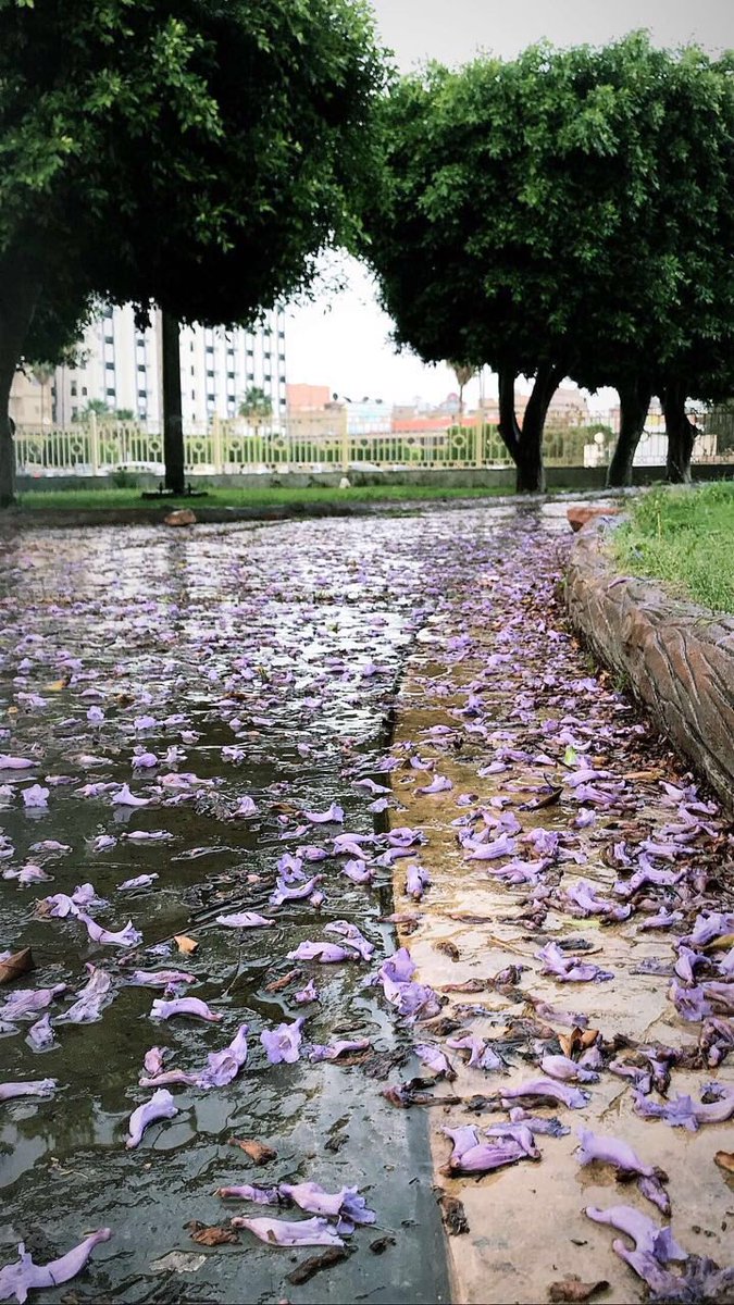 024_240 tweet picture