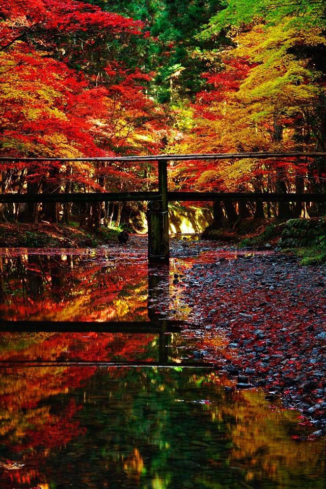 We Love 静岡 カメラマンの小関さんが 小國神社の紅葉写真を 提供してくれたわ 11 30だから すこしたったけど ちょっと参考になるかしら それにしても キレイよねぇ 小國神社 小國神社紅葉 ライトアップ紅葉 紅葉狩り 紅葉デート 紅葉めぐり We Love 静岡 カメラマンの小関さんが 小國神社の紅葉写真を 提供してくれたわ 11 30だから すこしたったけど ちょっと参考になるかしら それにしても キレイよねぇ 小國神社 小國神社紅葉 ライトアップ紅葉 紅葉狩り 紅葉デート 紅葉めぐり