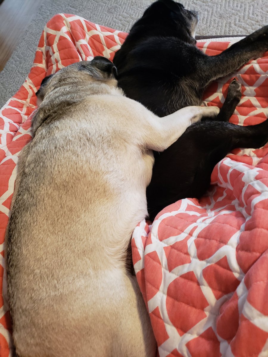 writerjenmartin's tweet photo. My #cuddlepugs #rolieandlola #pugsofinstagram https://t.co/o5oZIG7MhR