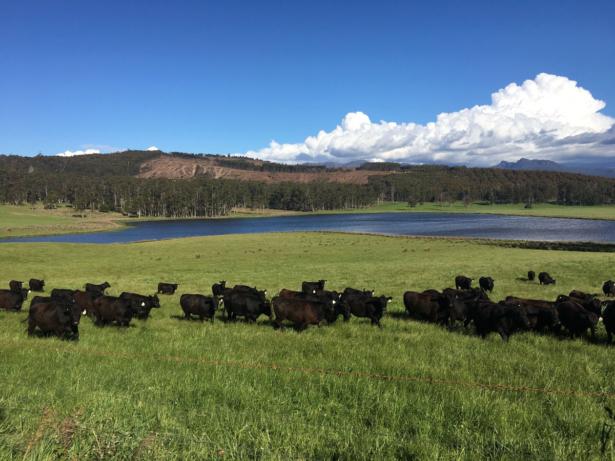 beefmatters's tweet photo. I am traveling for the second part of my #efjourney and it is amazing! Studying cattle production models in different parts of Australia. First stop: Tasmania! https://t.co/NP4tnU4EqL