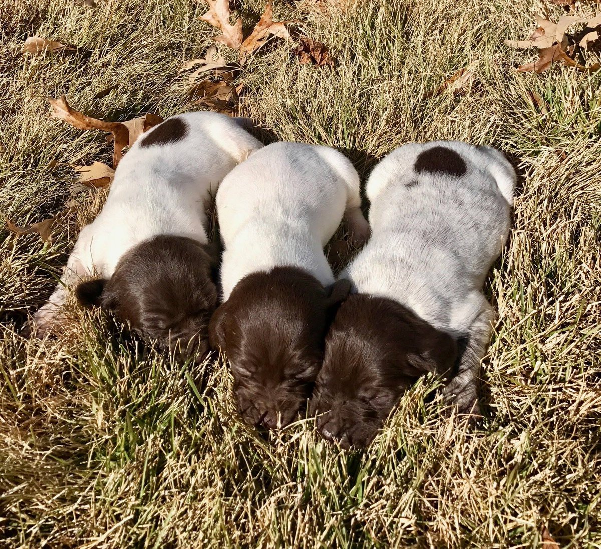 Bird Dog Chat On Twitter Akc Registered German Shorthaired