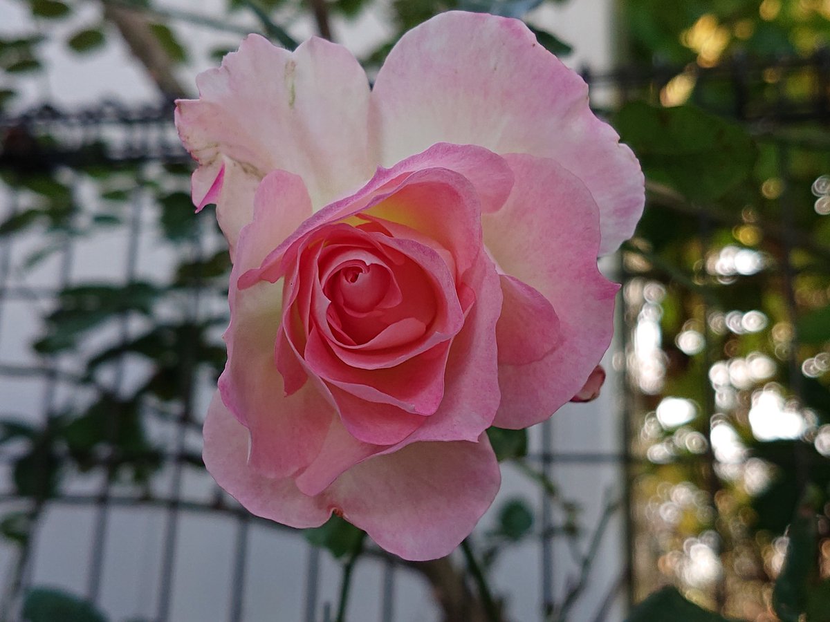 みぃ 不具合中ゆっくりと En Twitter おはようございます 薔薇 バラ ばら マチルダ 花 花写真 花写っと ガーデニング