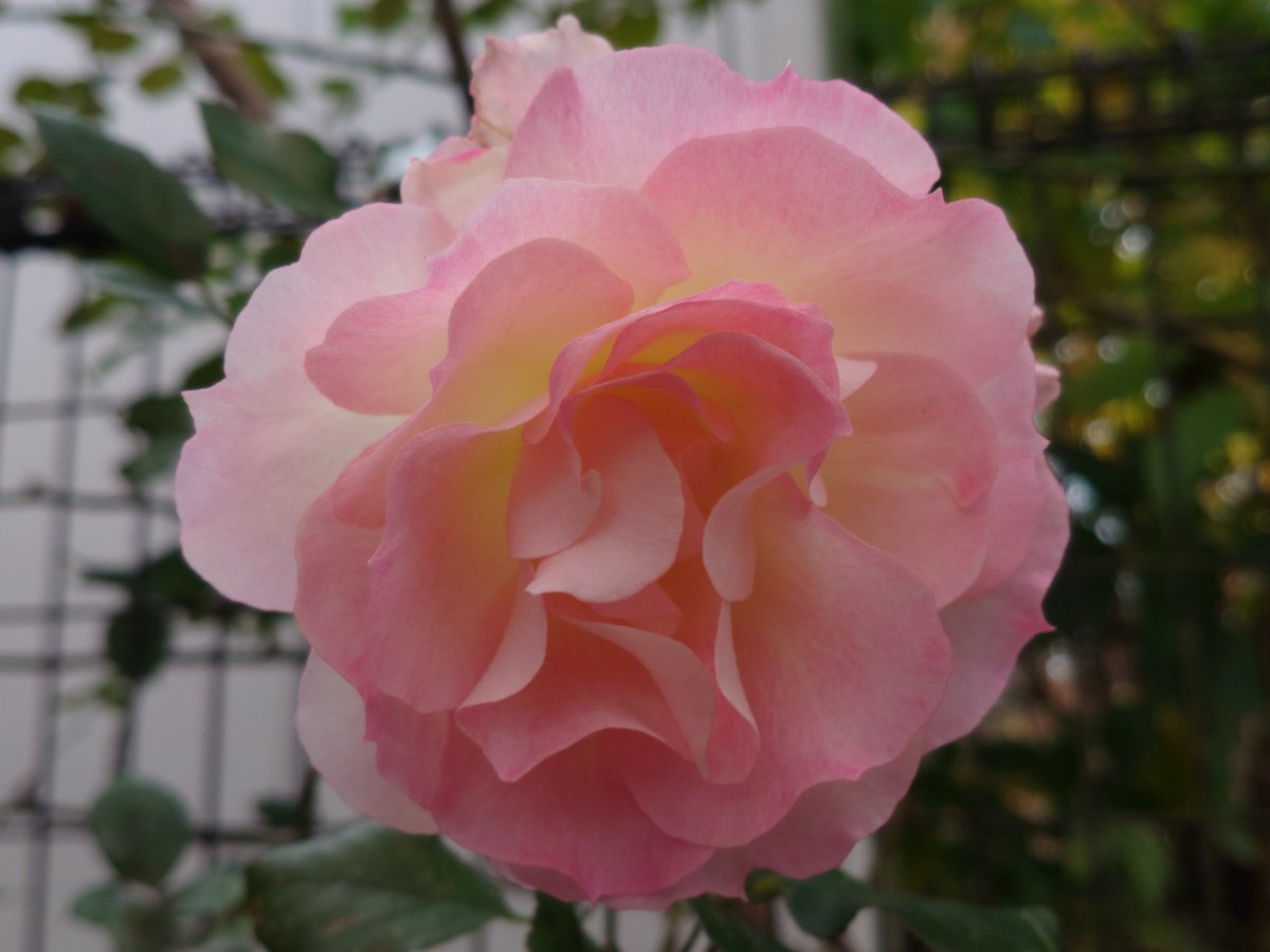 みぃ 不具合中ゆっくりと En Twitter おはようございます 薔薇 バラ ばら マチルダ 花 花写真 花写っと ガーデニング