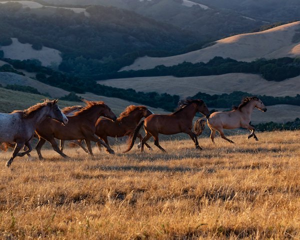 ReturnToFreedom's tweet photo. "A horse is the projection of peoples' dreams about themselves–strong, powerful, beautiful–and it has the capability of giving us escape from our mundane existence."

- Pam Brown, poet.

Photo of wild horses at our San Luis Obispo satellite sanctuary. Taken by Stephen Pile. https://t.co/V3B3Mx5LH5