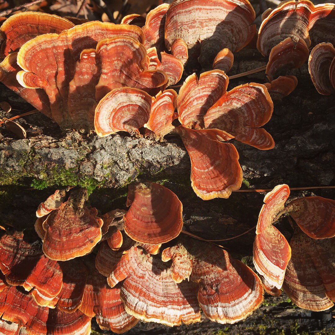 JuliaHensley's tweet image. Songs from the woods. I feel a fungus-type #spaceform coming on...🍁🍄🍂⭐️ #woodsinspiration #fungusporn #noho #artfromnature #biology #geometry #form