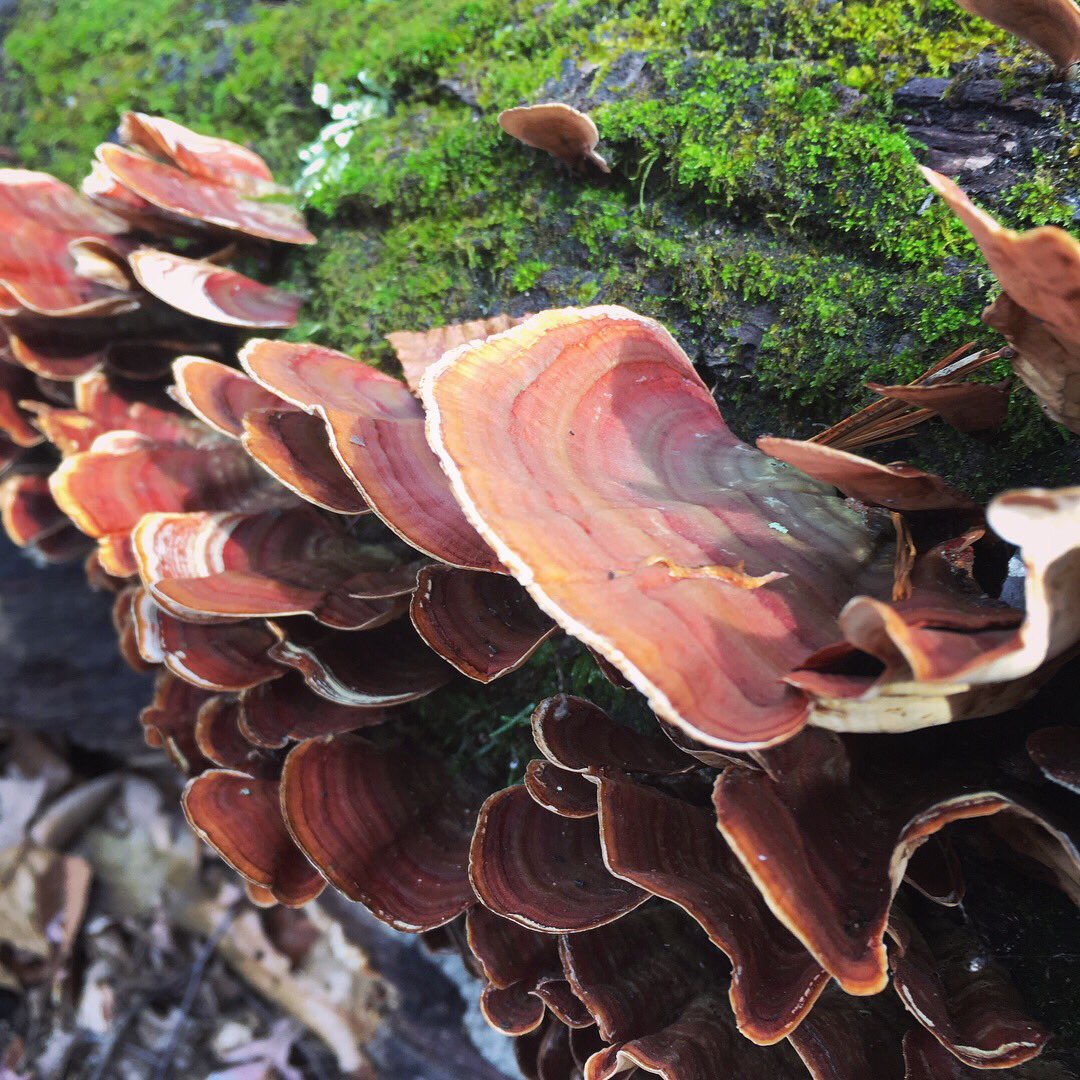 JuliaHensley's tweet image. Songs from the woods. I feel a fungus-type #spaceform coming on...🍁🍄🍂⭐️ #woodsinspiration #fungusporn #noho #artfromnature #biology #geometry #form