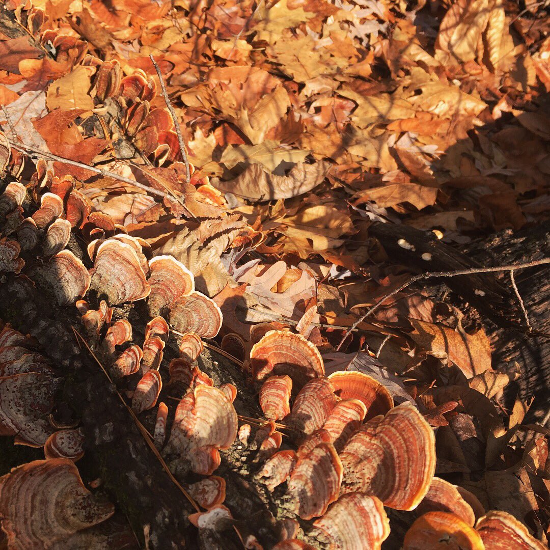 JuliaHensley's tweet image. Songs from the woods. I feel a fungus-type #spaceform coming on...🍁🍄🍂⭐️ #woodsinspiration #fungusporn #noho #artfromnature #biology #geometry #form