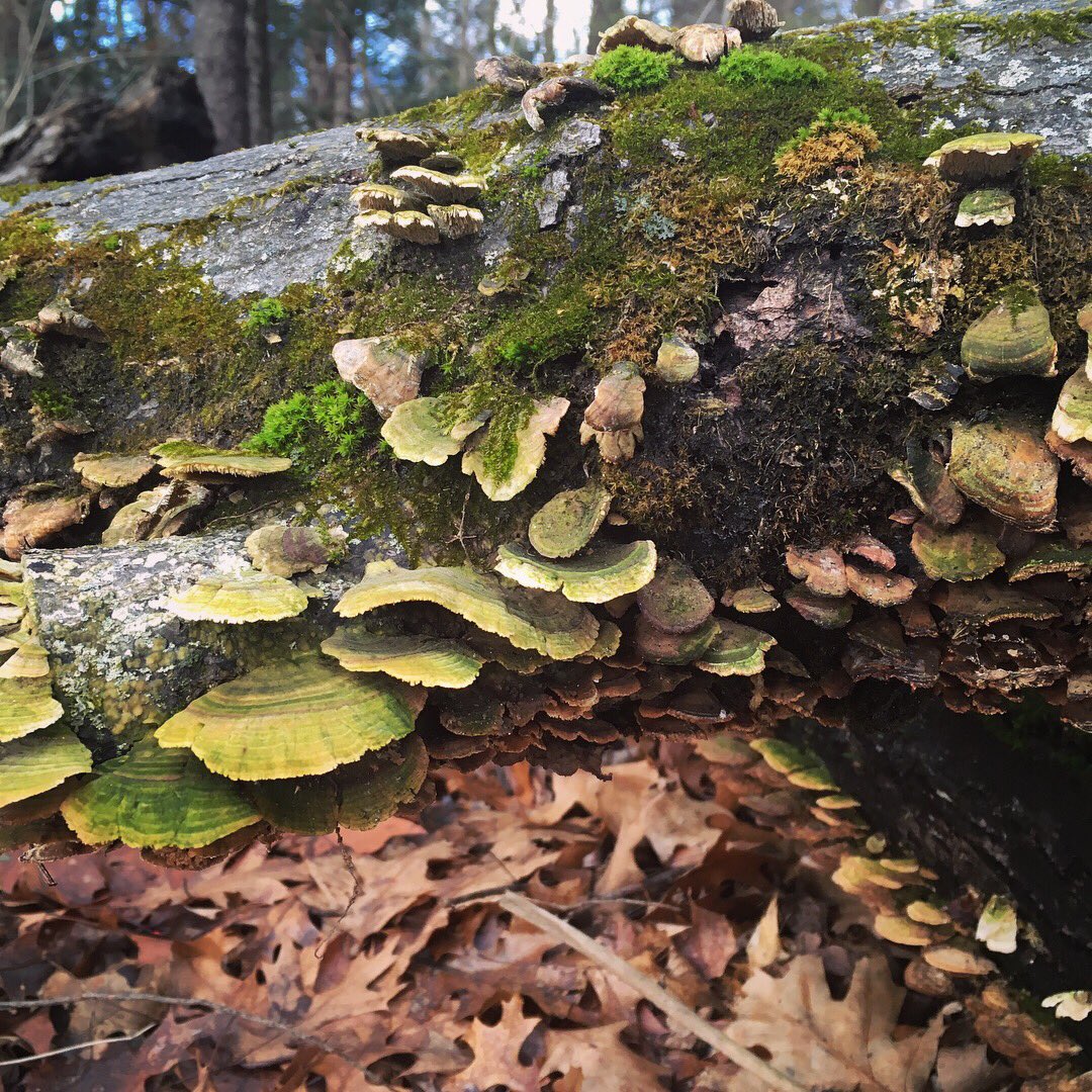 JuliaHensley's tweet image. Songs from the woods. I feel a fungus-type #spaceform coming on...🍁🍄🍂⭐️ #woodsinspiration #fungusporn #noho #artfromnature #biology #geometry #form