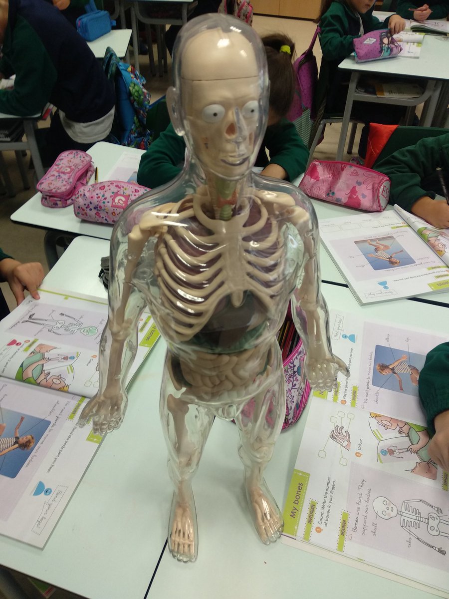 We present you our new friend, his name is Carlos 💀 #FirstGrade <a href="/HBSTORREJON/">Humanitas Torrejón</a>