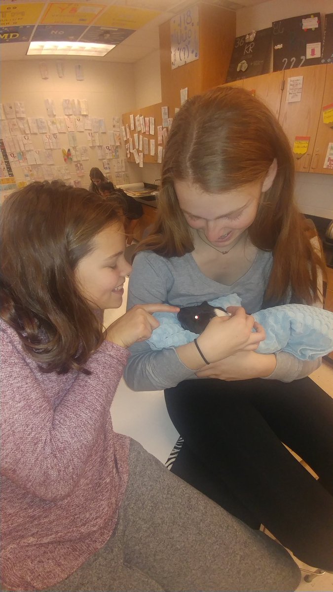 EZAVID's tweet image. Pig Newton is finally here! Always time for 🐖 snuggles. #myscienceclass @henleyhornets #classroompets