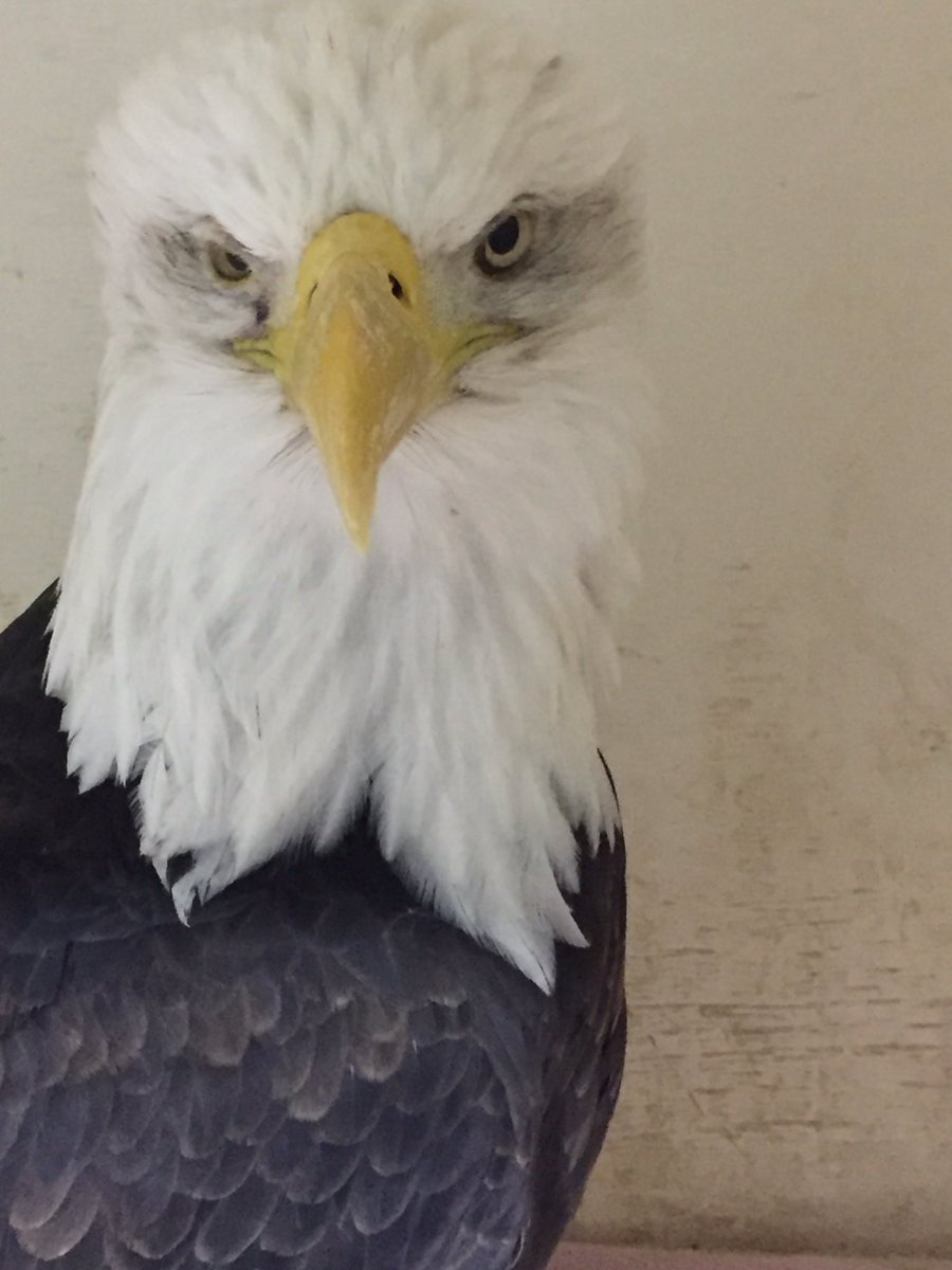 OWLRehab's tweet photo. Bald Eagle rescued by the community of BellaCoola thanks to the member of the public that called us, @_BCCOS @PacificCoastal and the BellaCoola @BCRCMPMedia Sadly this Eagle was #leadpoisoned we encourage the switch to non lead ammunition to prevent this. https://t.co/VxWhBs4G42