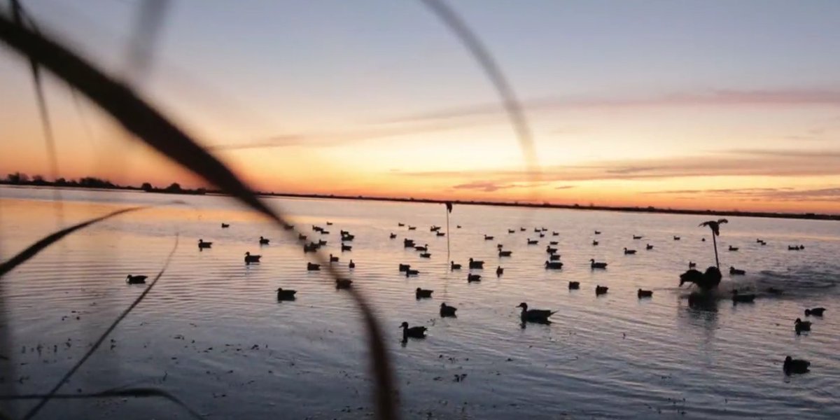Watch fast and furious duck hunting action from the Lone Star state on this week's DU TV episode. Field Hudnall hunts with friend and mentor Carl Thilenius near Eagle Lake, TX. See it all at ducks.org/dutv or on the Pursuit Channel.