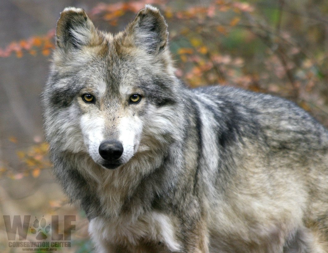 BREAKING good news!

The U.S. Forest Service has decided to cancel the grazing permit of the rancher who illegally trapped and bludgeoned to death an endangered Mexican wolf in the Gila National Forest. bit.ly/2PhtuqW via <a href="/wildadvocate/">Western Watersheds</a> #savethelobo