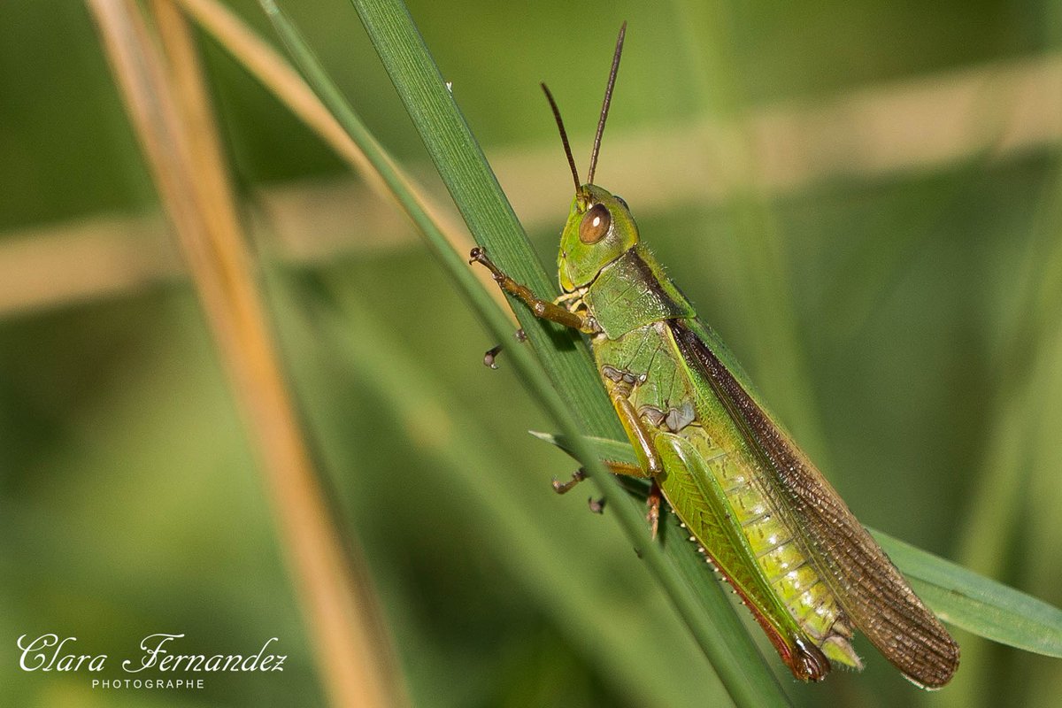 FernandezClara_'s tweet photo. Cette #sauterelle semble être #bien #accrochée à son #brindherbe !

#Photographie réalisée avec un #Canon #70D et un #100mm #macro.

#vert #nature #plante #herbivore #insecte #sudouest #64 #aquitaine #nouvelleaquitaine
#plant #grass #grasshopper #insect #insectphotography #green https://t.co/w7wuDnNgGF