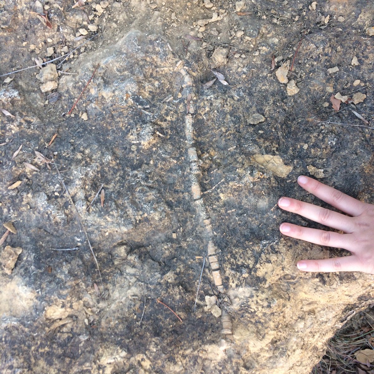 PetsiosLab's tweet image. It was a good weekend for some Late #Paleozoic field work with @echinerd and @Andrew_G_Flynn with some amazing partially articulated #crinoids!