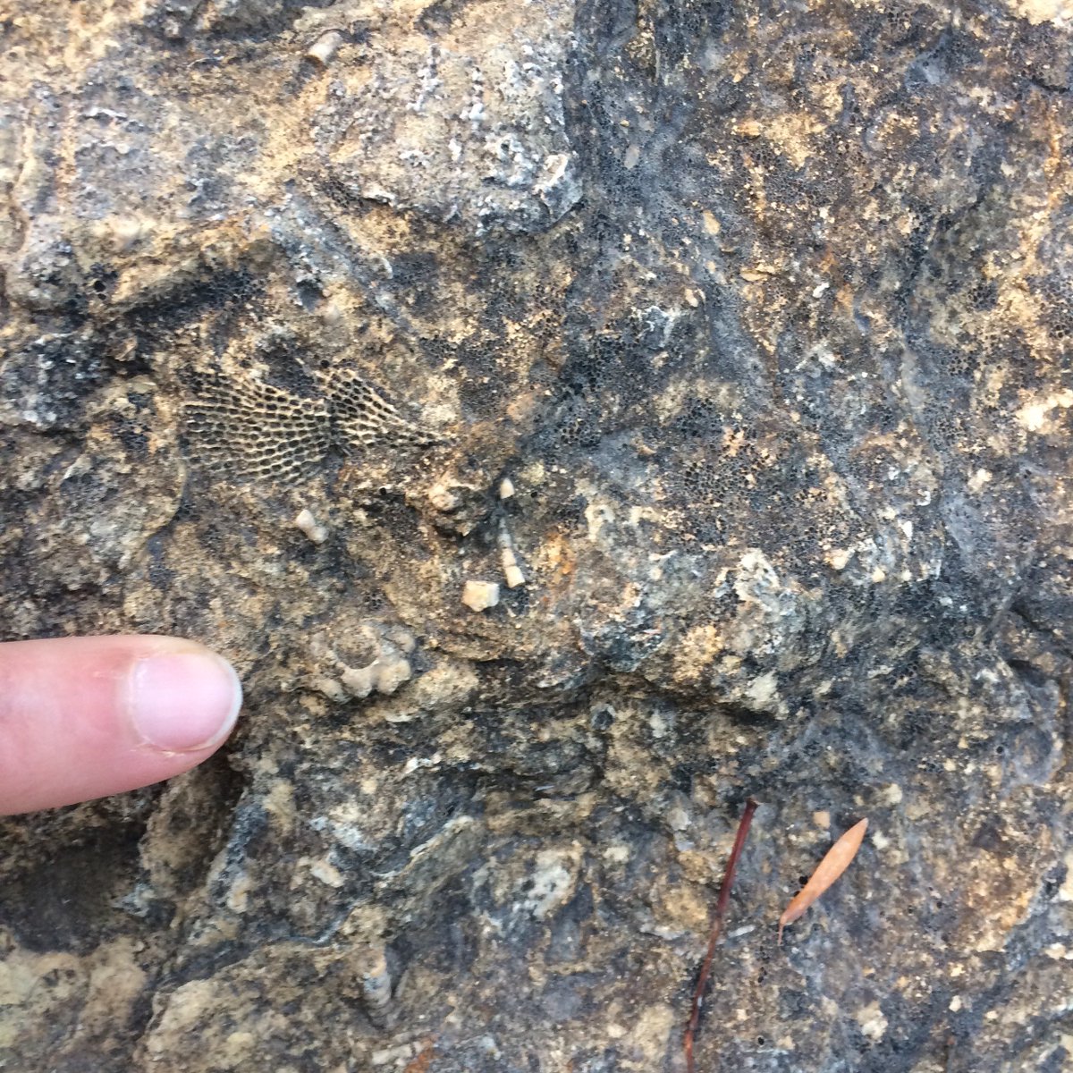 PetsiosLab's tweet image. It was a good weekend for some Late #Paleozoic field work with @echinerd and @Andrew_G_Flynn with some amazing partially articulated #crinoids!