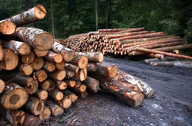 Revisa cómo postular al programa de inversión productiva para sector forestal y maderero en Maule bit.ly/2rirh4N
