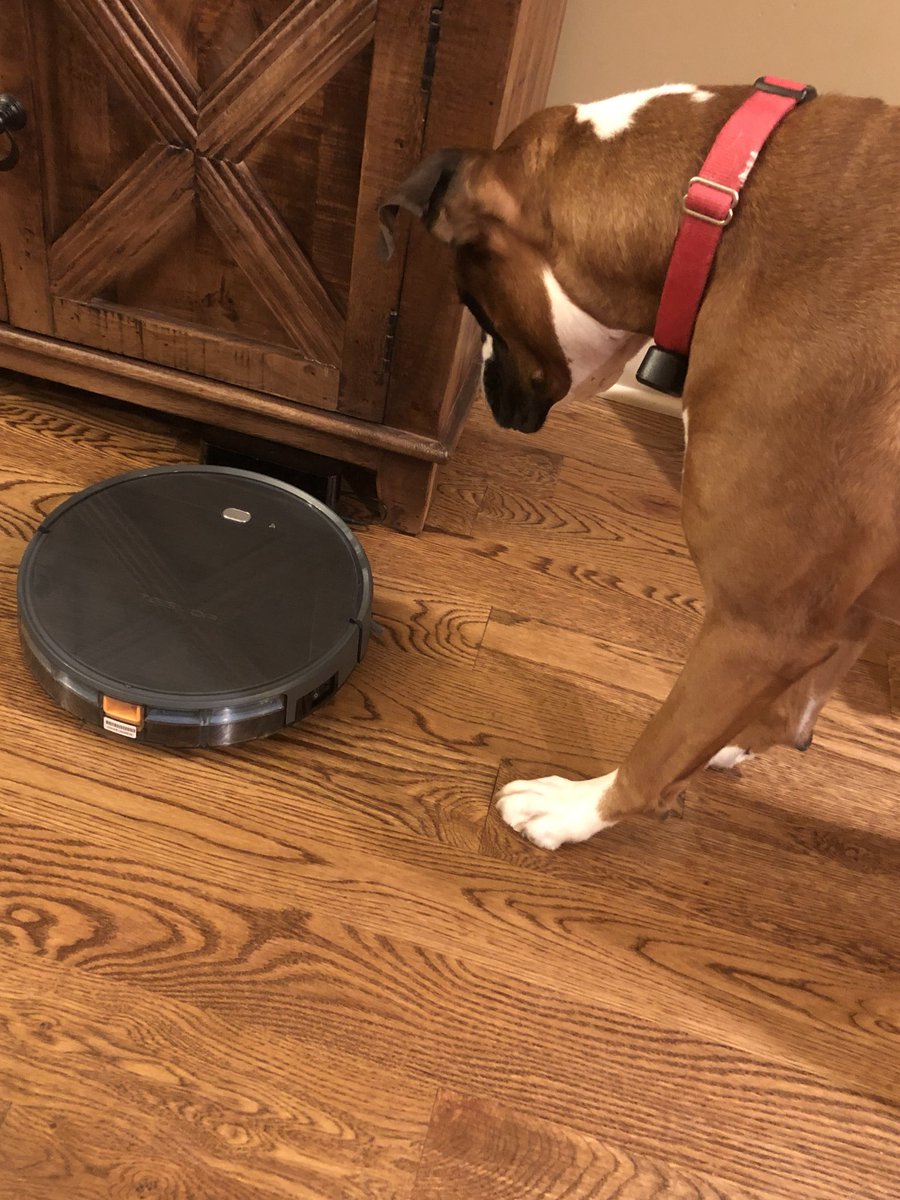 Mom got a Roomba to keep up with the boxer glitter...   Haven’t decided if we can coexist yet.
