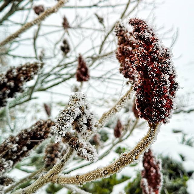 ilovewien's tweet photo. Sumak octowy, czyli Essigbaum w ogrodzie moich teściów jest bardzo fotogenicznym obiektem. Szczególnie w szadzi.
#zima #winter #sumak #essigbaum #natura #pieknonatury #szadź #austria #dolnaaustria https://t.co/NID0ABlrht https://t.co/GrgMTeCSDJ