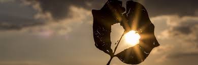 "Every day my love for you grows higher, deeper, wider, stronger... It grows and grows until it touched the tip of where you are and comes back to me in the loving memory of you, and my heart melts with that love and grows even more." 
-Maureen Hunter
#QuoteOfTheWeek #ACaringHand