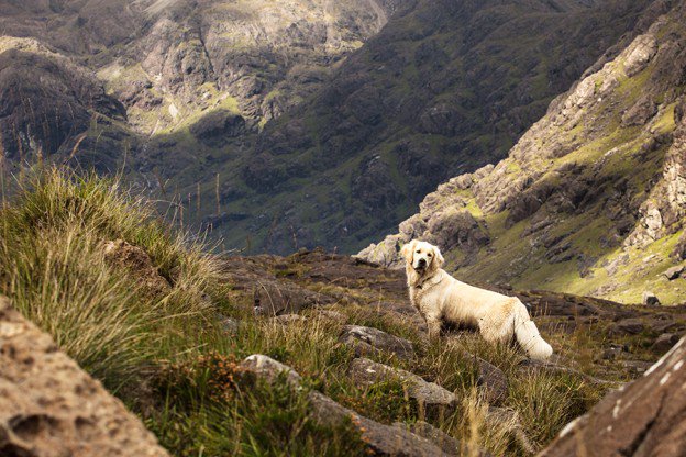 Yes! RT <a href="/VictoriaS/">Victoria Stilwell</a>: Science has indeed spoken about the use of punishment in training, the role of dominance in the dog world, the effectiveness of positive reinforcement and more. Do you consider yourself a positive trainer?