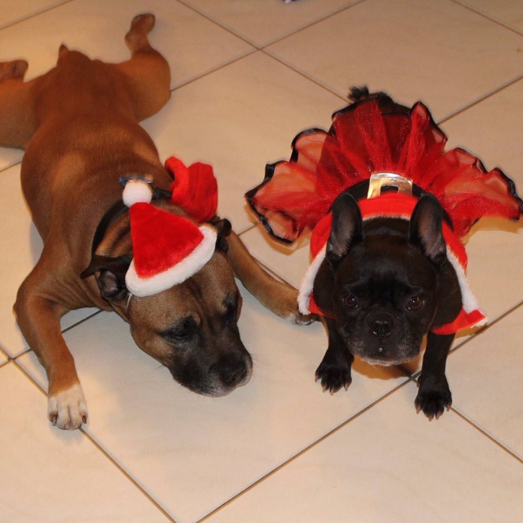 Elvis_Frenchie's tweet photo. My Mummy and Uncle Dozer don't seem to impressed at dress up for Christmas...#elvis_frenchie #staffy #frenchbulldog #christmas #dressup #love #horizon #uncle #dozer https://t.co/w2SzPwXEEf