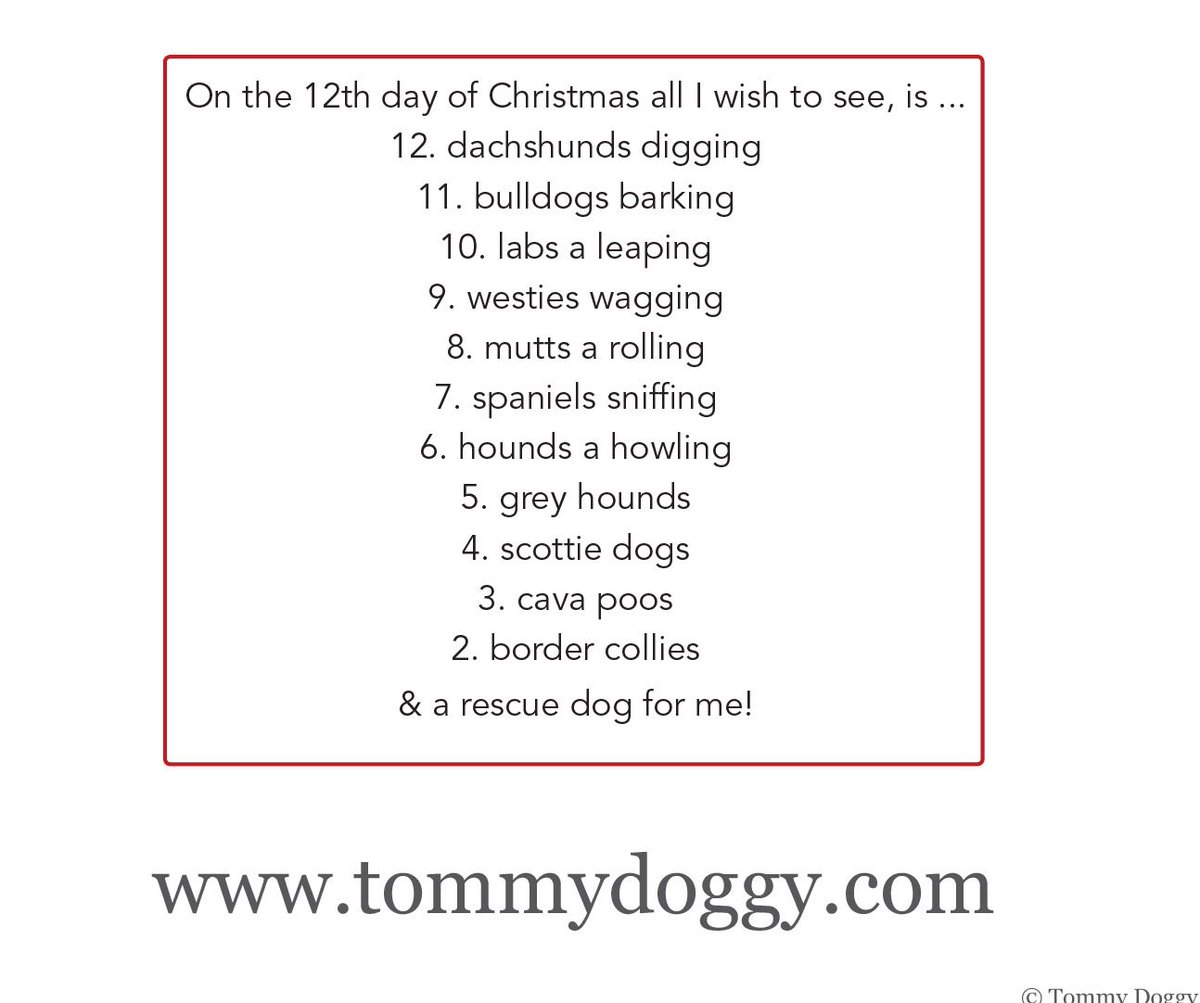 TommyDoggyLtd's tweet photo. Get practising our version of the 12 dogs of Christmas .... #dogs #christmas #12dogs https://t.co/cRigjXDKKM https://t.co/KFiP6AivPJ