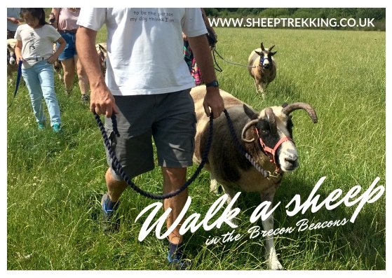 Jacob Sheep Trekking tweet media