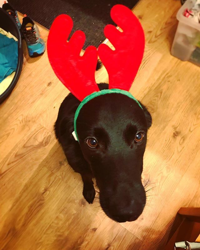 cadilambert's tweet photo. Something to brighten up your Monday...I bring you...Brewdolph!!!
Brew Dog is ready for Christmas!
(No, thatโs not a plea for help in his eyes...thatโs joy!) ๐
#brewdolph #brewdog #dogsofinstagram #dogstagram #adventuredog #christmas #mondaysmiles #hโฆ https://t.co/1Vl5UoKGqN https://t.co/90YVYz9cq2