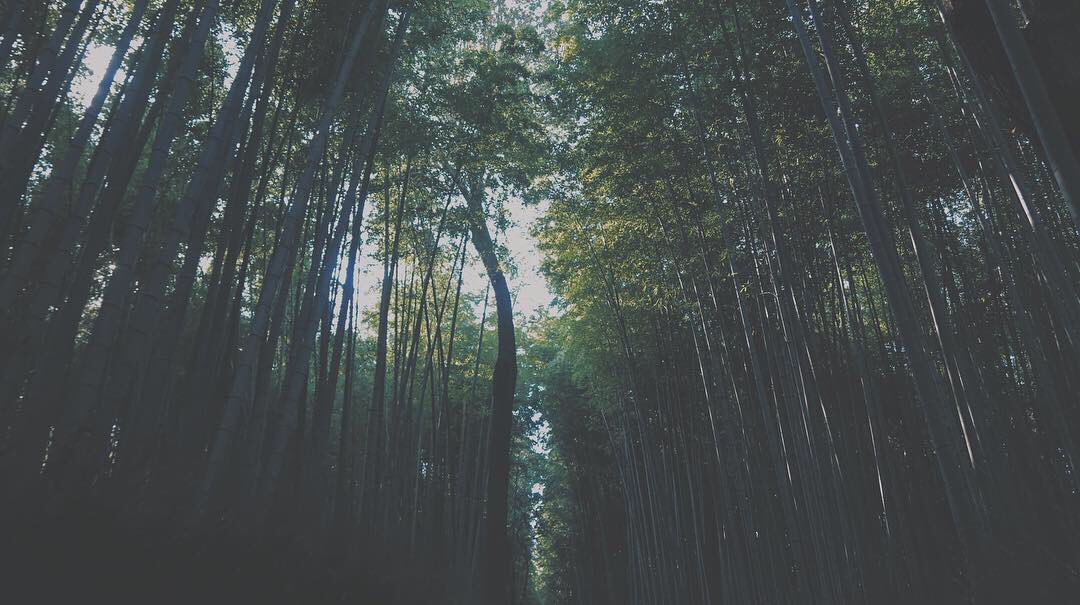 FainTzOG's tweet photo. Journey into the bamboo forest https://t.co/c2vxhVFt3Z