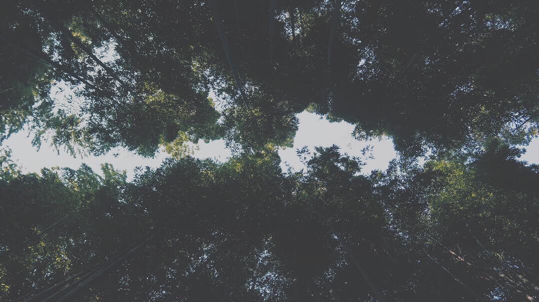 FainTzOG's tweet photo. Journey into the bamboo forest https://t.co/c2vxhVFt3Z