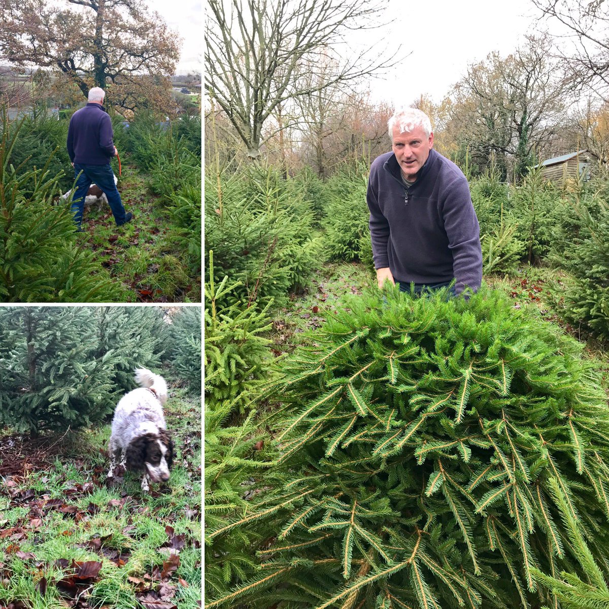 PopcornJulie's tweet photo. Gorgeous Christmas trees at Tincleton. Choose one. Chop it down. Take it home. Dress it up 🎄 #enjoy #tincletontrees #tincleton #dorset #DorsetHour https://t.co/EWDEiOvUWe